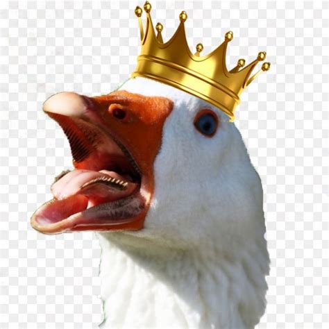 king of goose review.